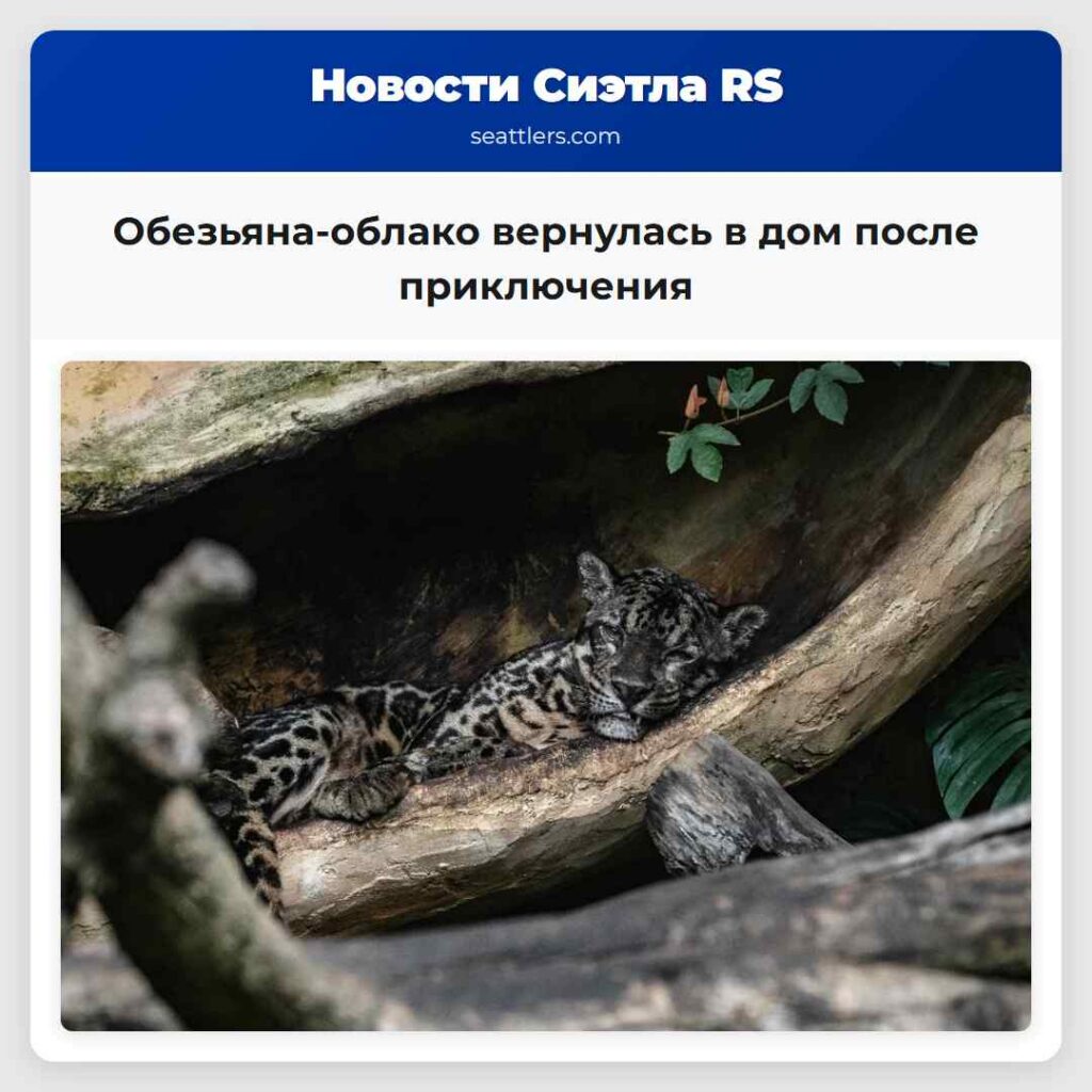 Обезьяна-облако вернулась в дом после приключения