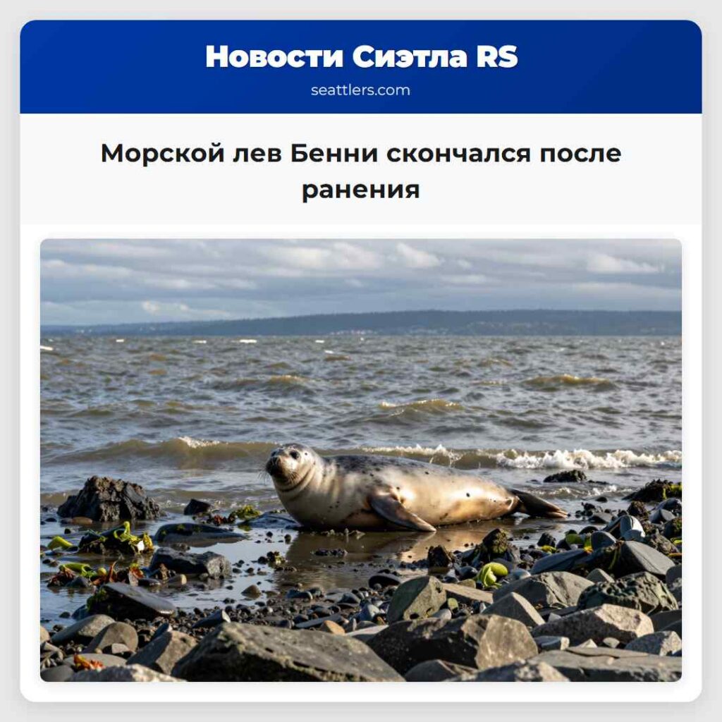 Морской лев Бенни скончался после ранения