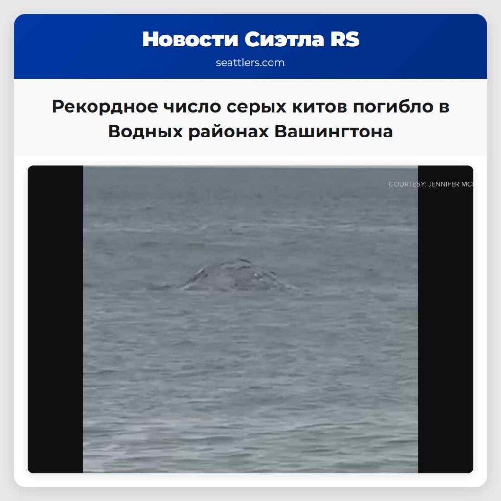 Рекордное число серых китов погибло в Водных