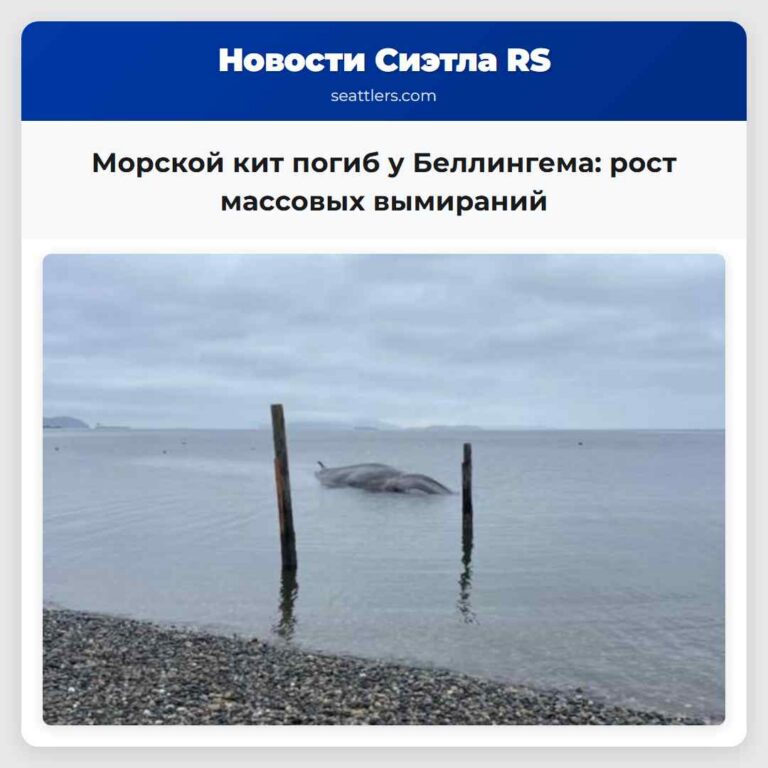 Морской кит погиб у Беллингема рост массовых вымираний