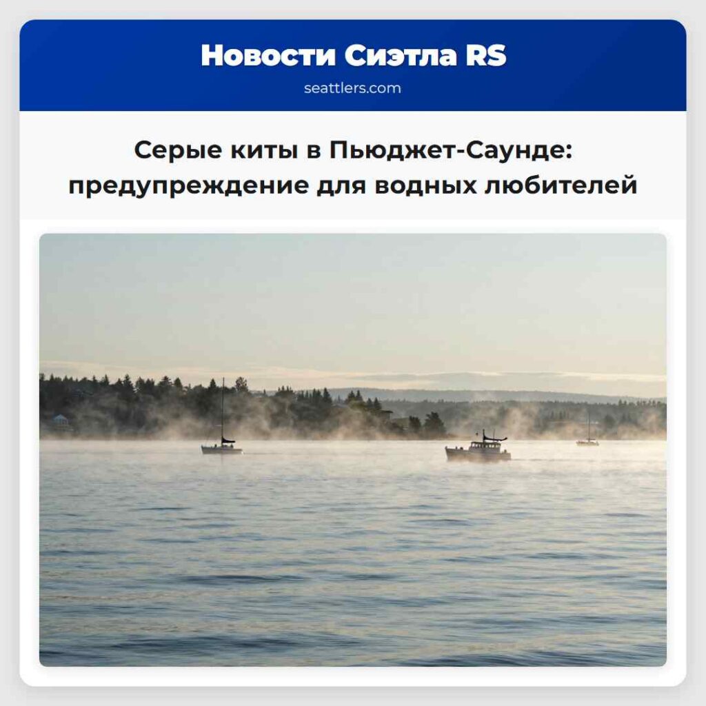 Серые киты в Пьюджет-Саунде: предупреждение для