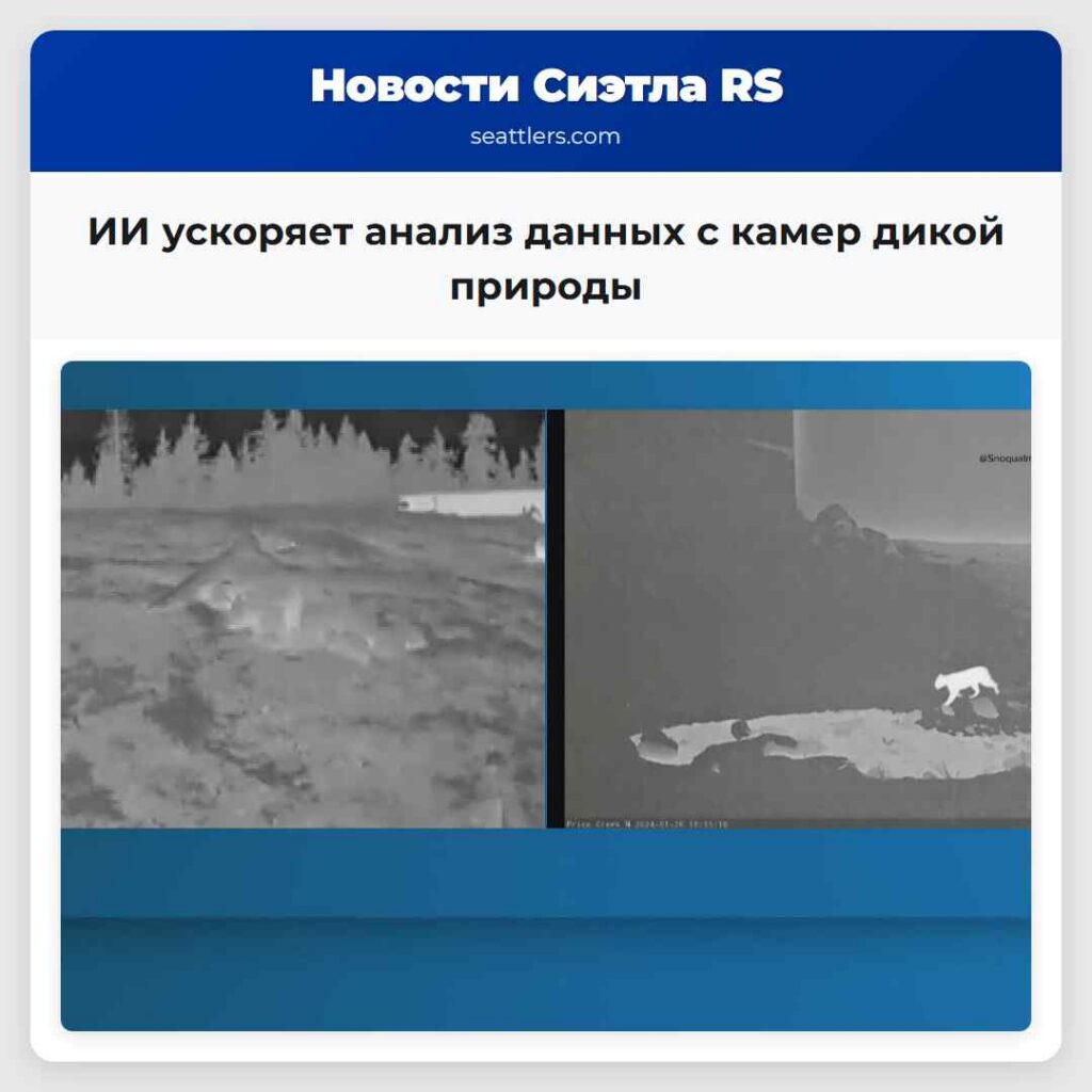 ИИ ускоряет анализ данных с камер дикой природы
