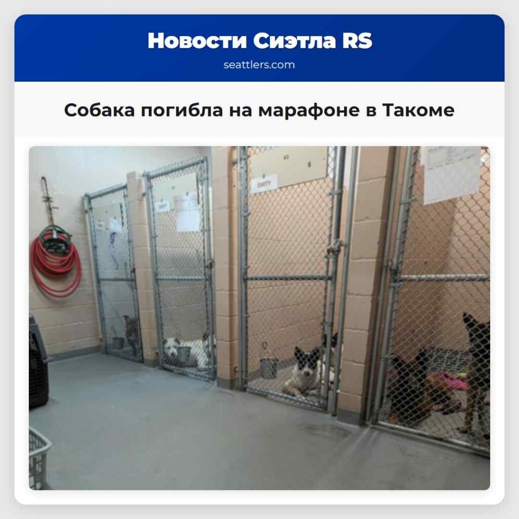 Собака погибла на марафоне в Такоме