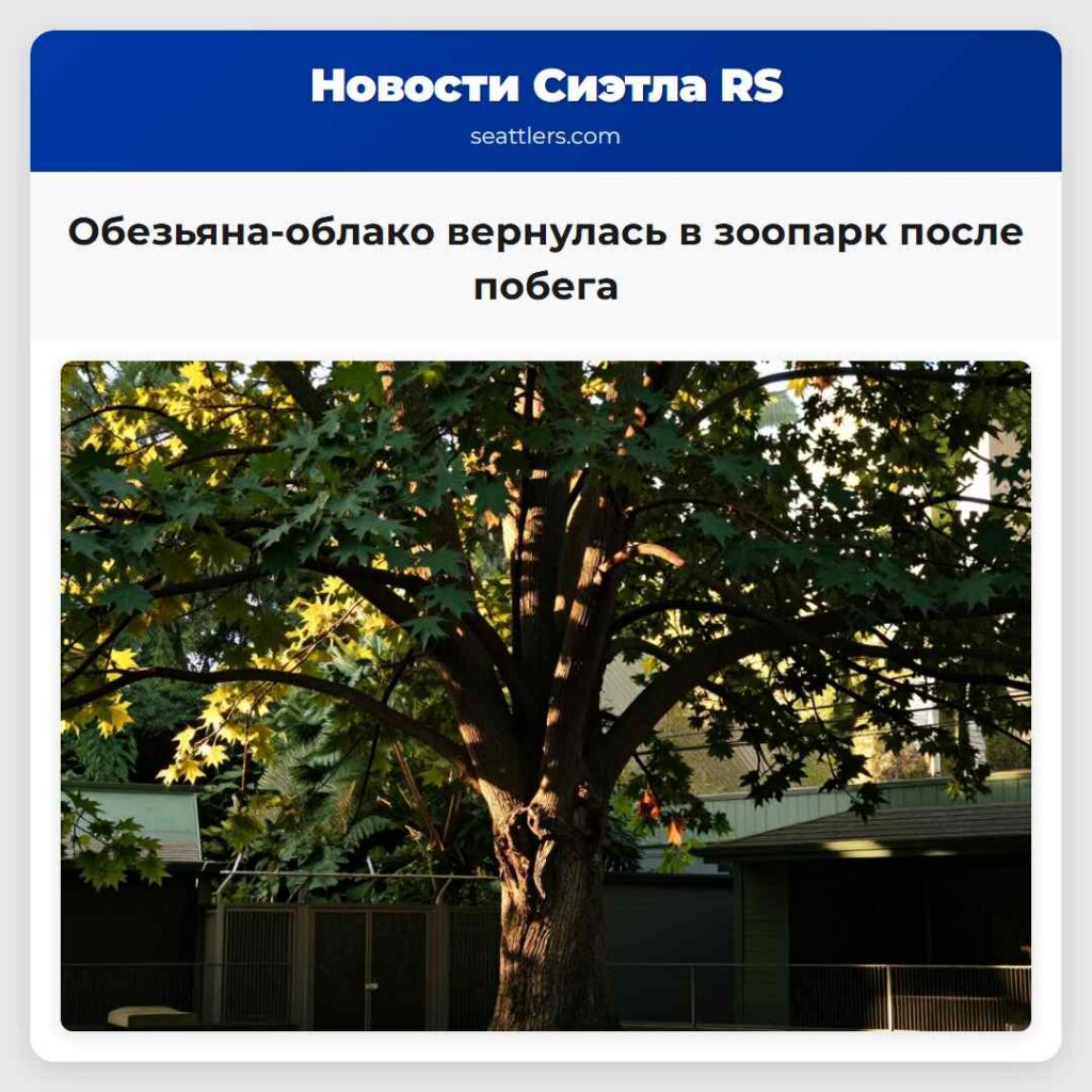 Обезьяна-облако вернулась в зоопарк после побега