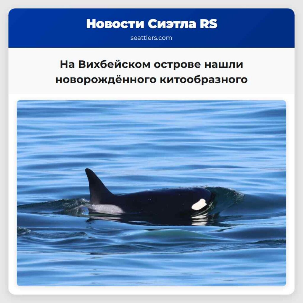 На Вихбейском острове нашли новорождённого китообразного