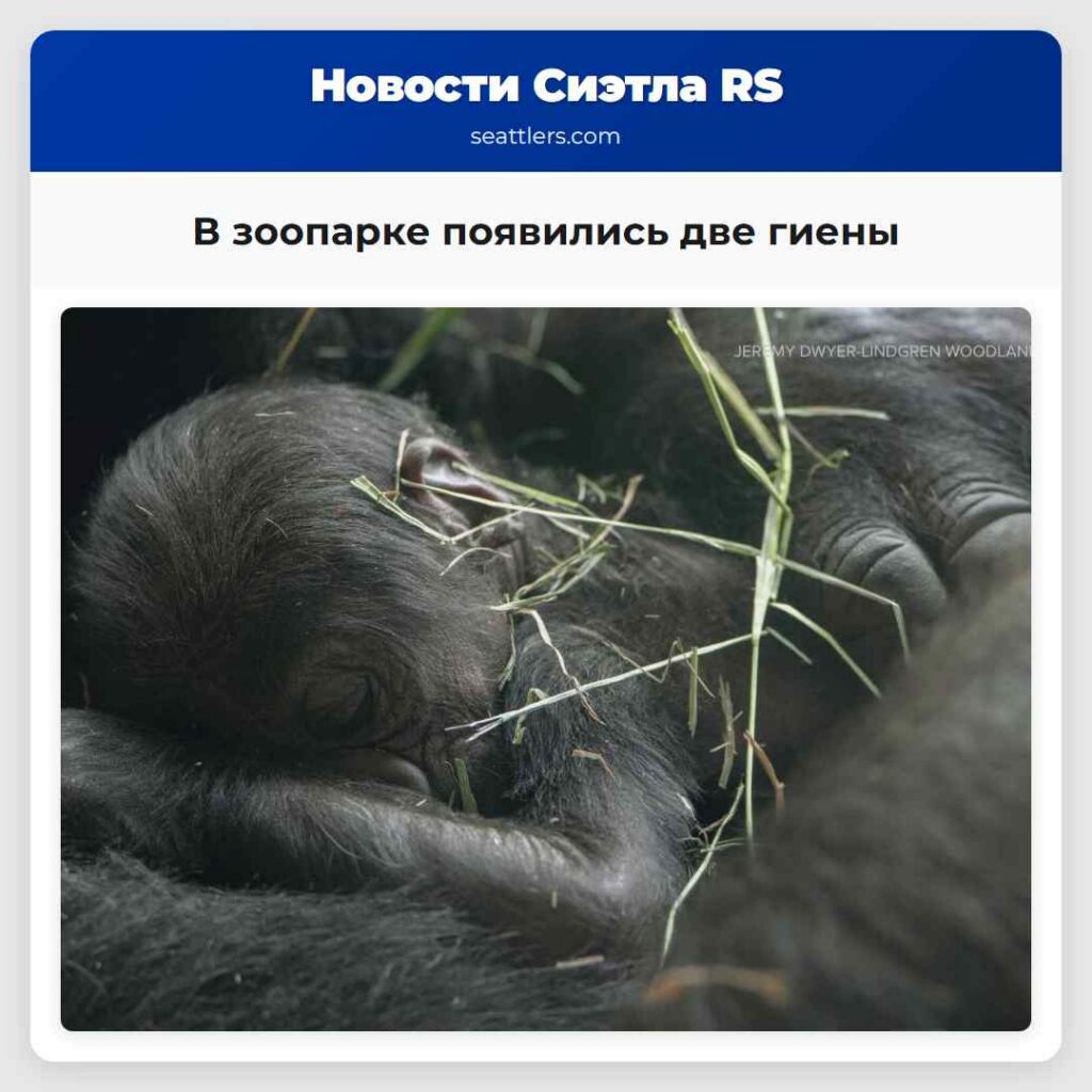 В зоопарке появились две гиены