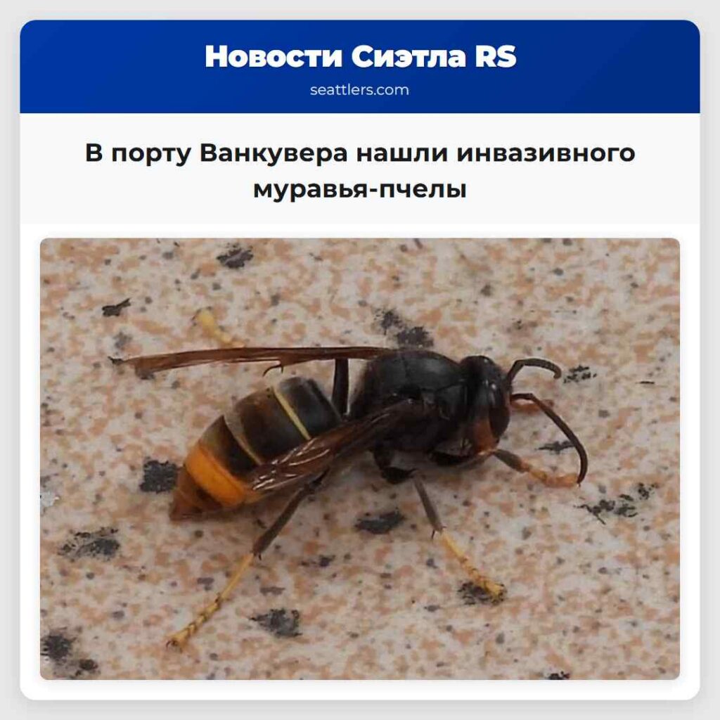 В порту Ванкувера нашли инвазивного муравья-пчелы