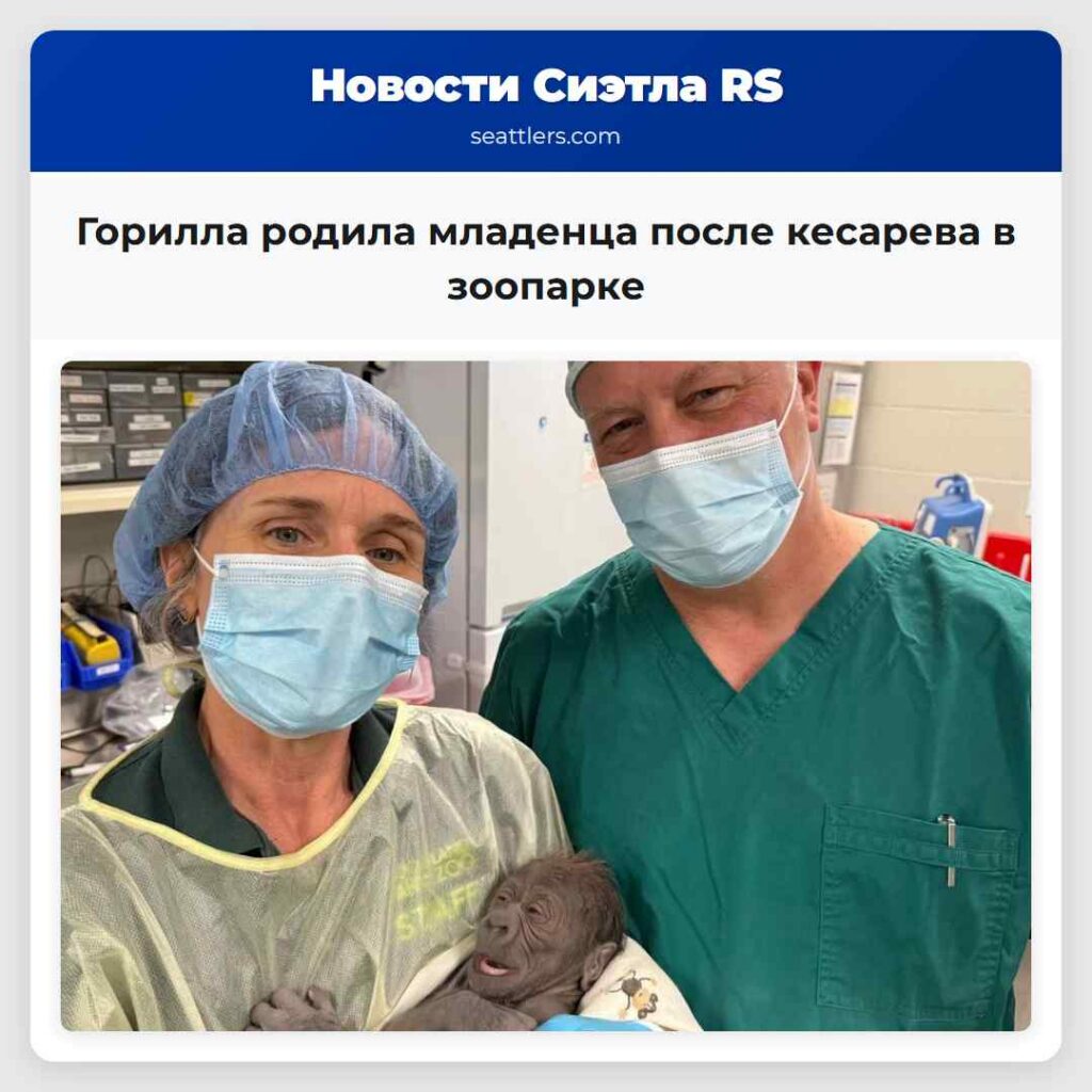Горилла родила младенца после кесарева в зоопарке