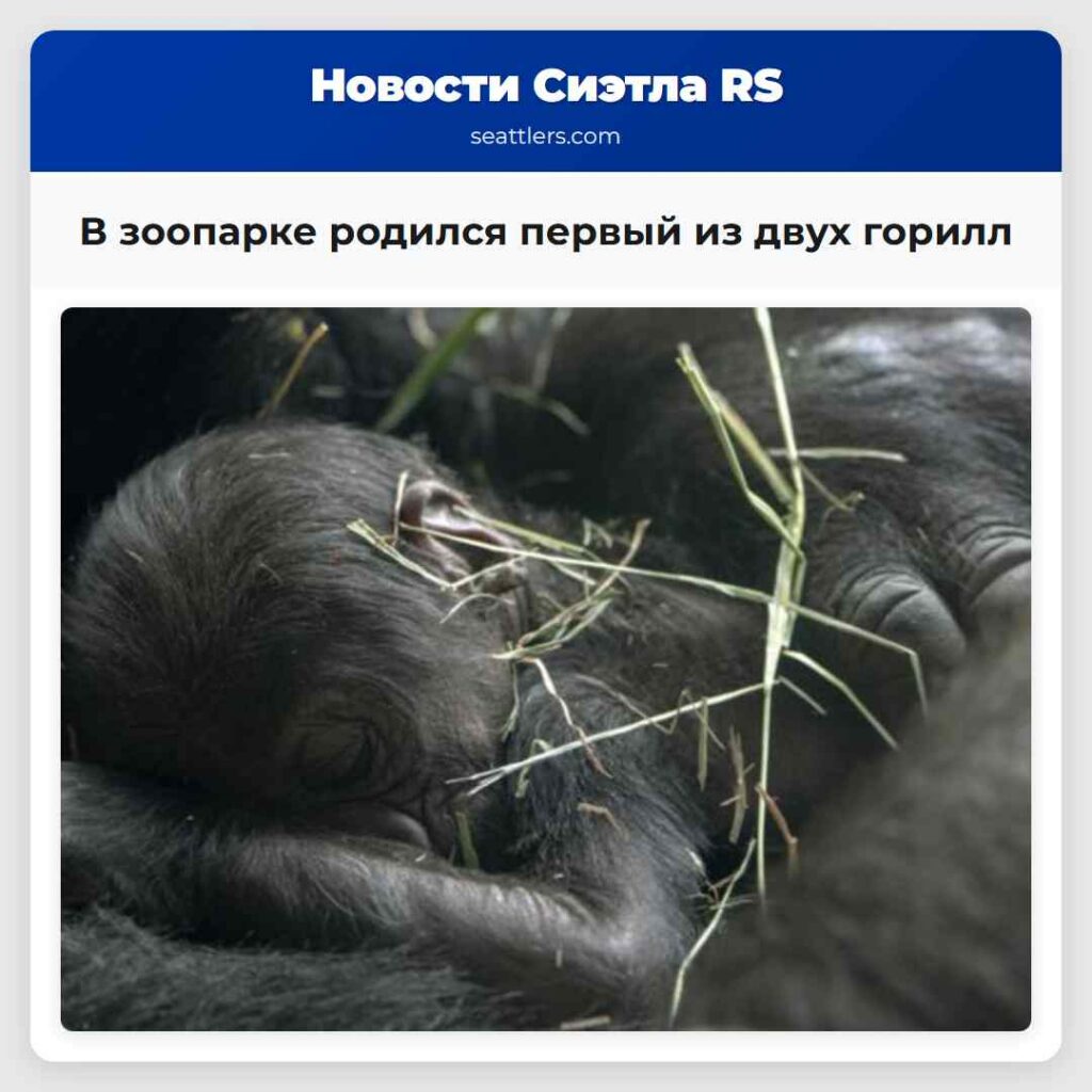 В зоопарке родился первый из двух горилл