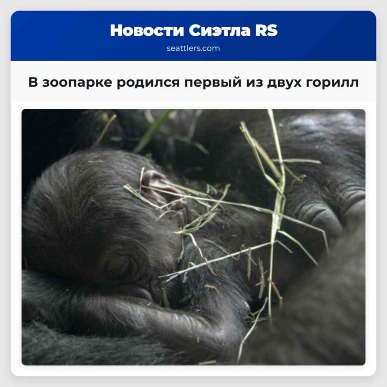В зоопарке родился первый из двух горилл