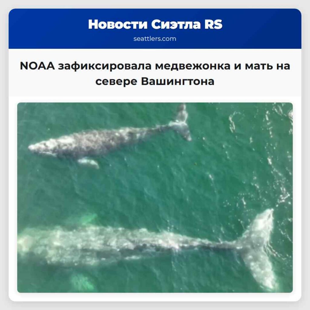 NOAA зафиксировала медвежонка и мать на севере