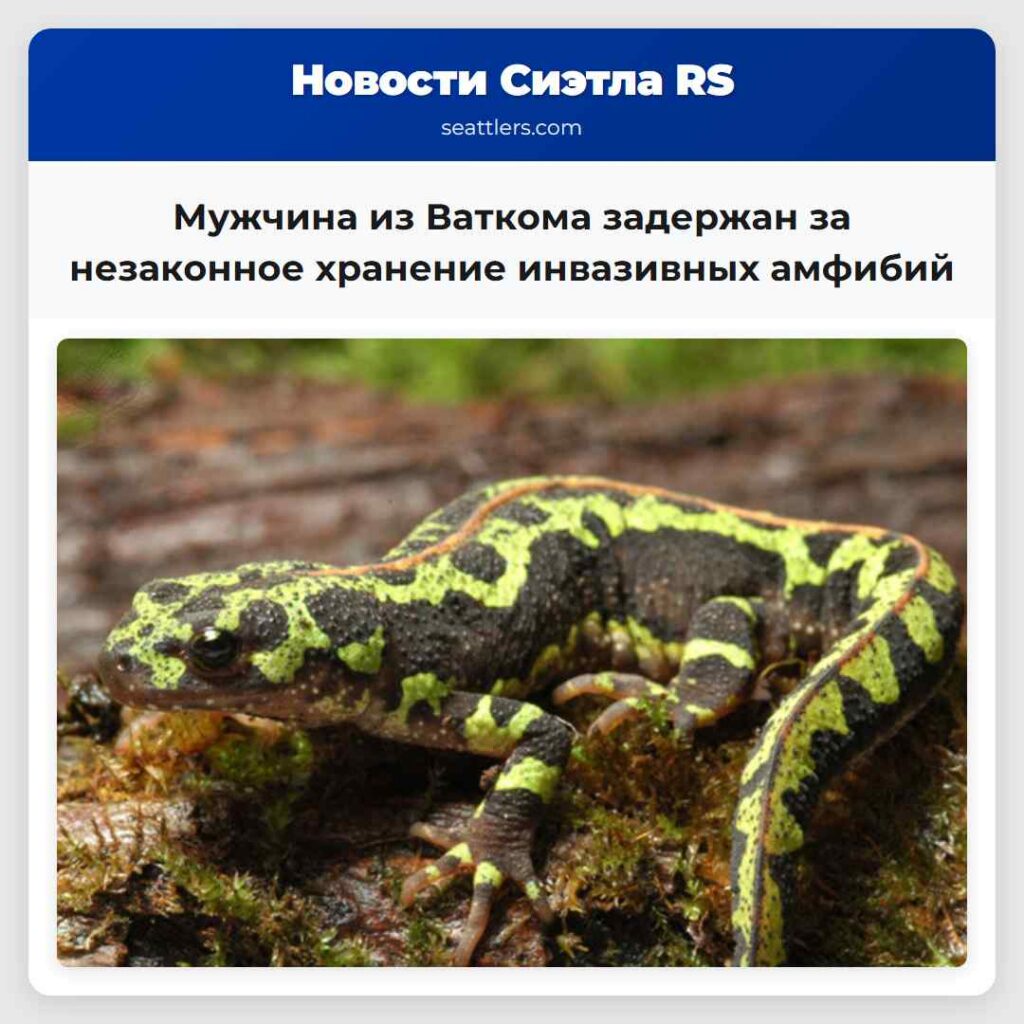 Мужчина из Ваткома задержан за незаконное