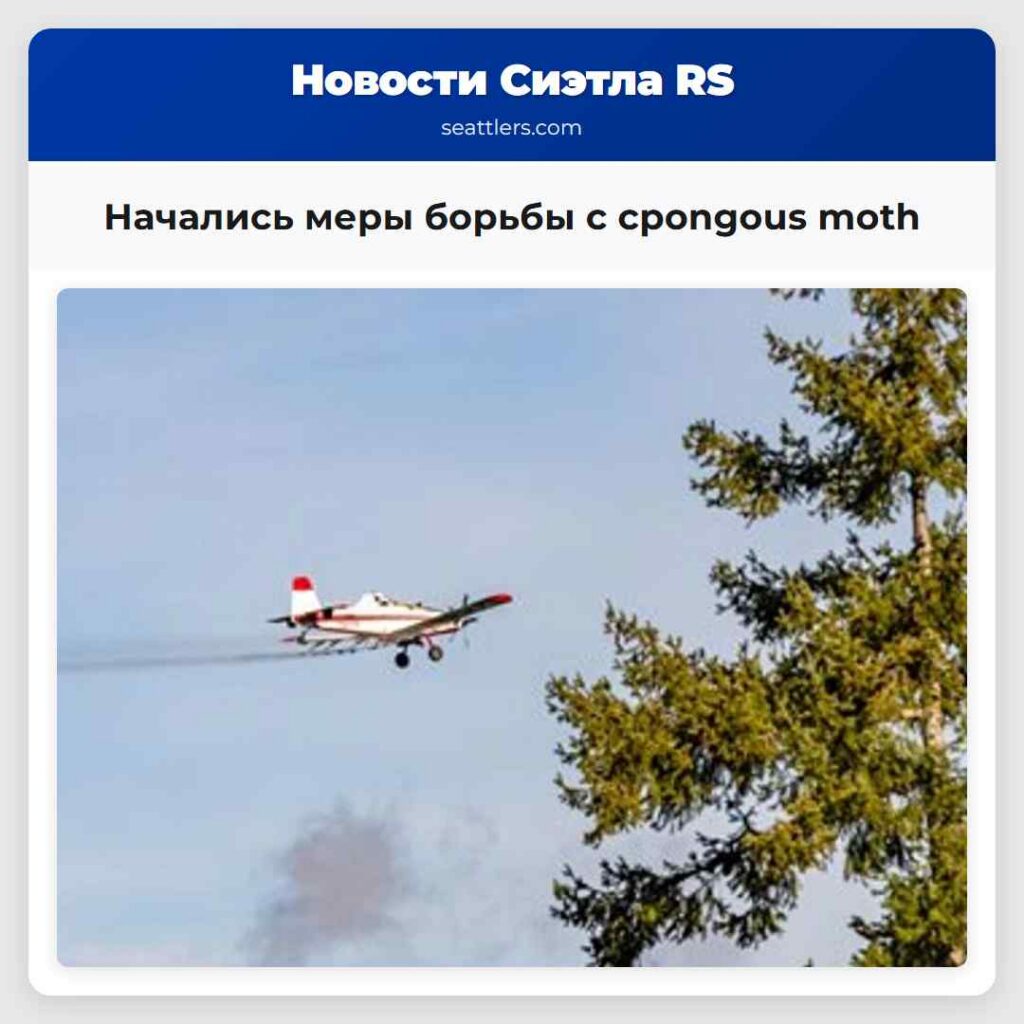 Начались меры борьбы с сpongous moth