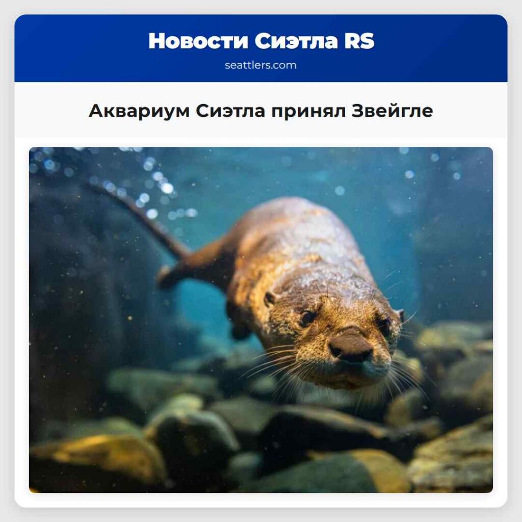 Аквариум Сиэтла принял Звейгле