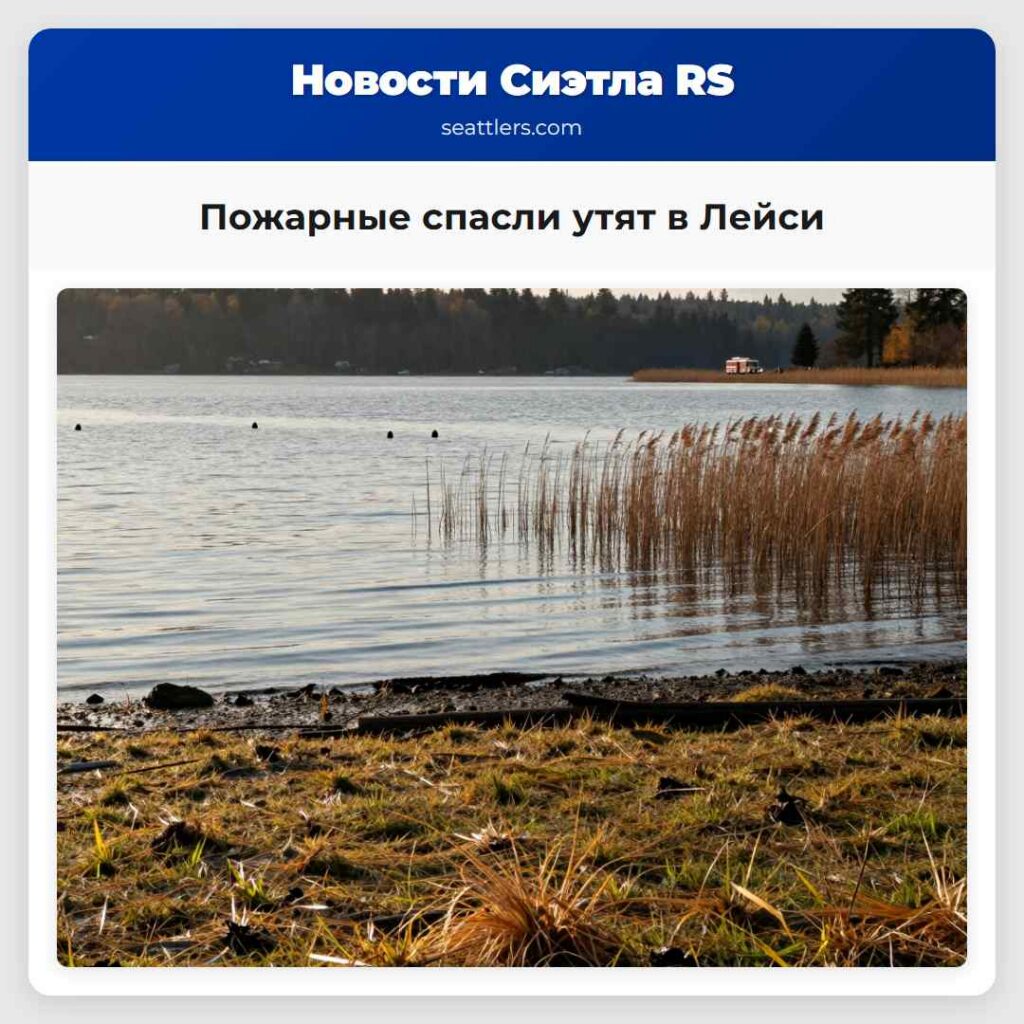 Пожарные спасли утят в Лейси
