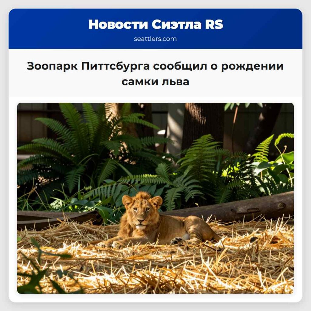 Зоопарк Питтсбурга сообщил о рождении самки льва