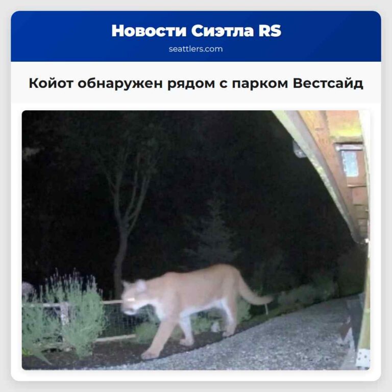 Койот обнаружен рядом с парком Вестсайд