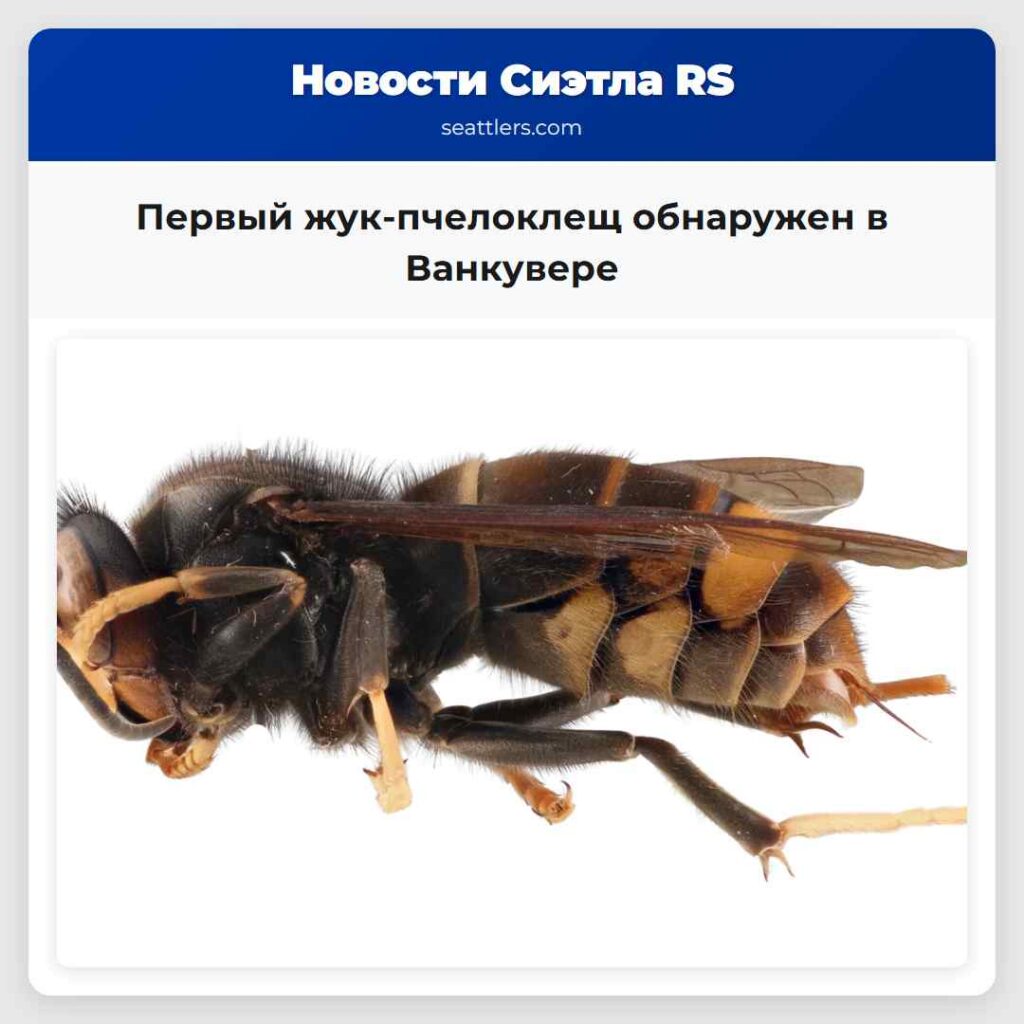 Первый жук-пчелоклещ обнаружен в Ванкувере