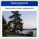 Дерево упало в парке повредив авто