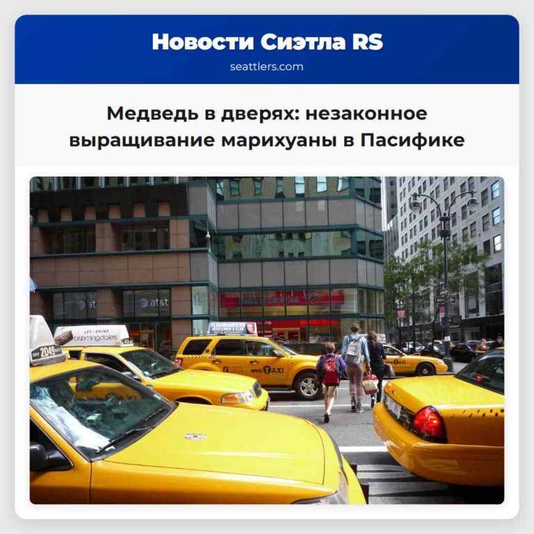 Медведь в дверях незаконное выращивание марихуаны в Пасифике