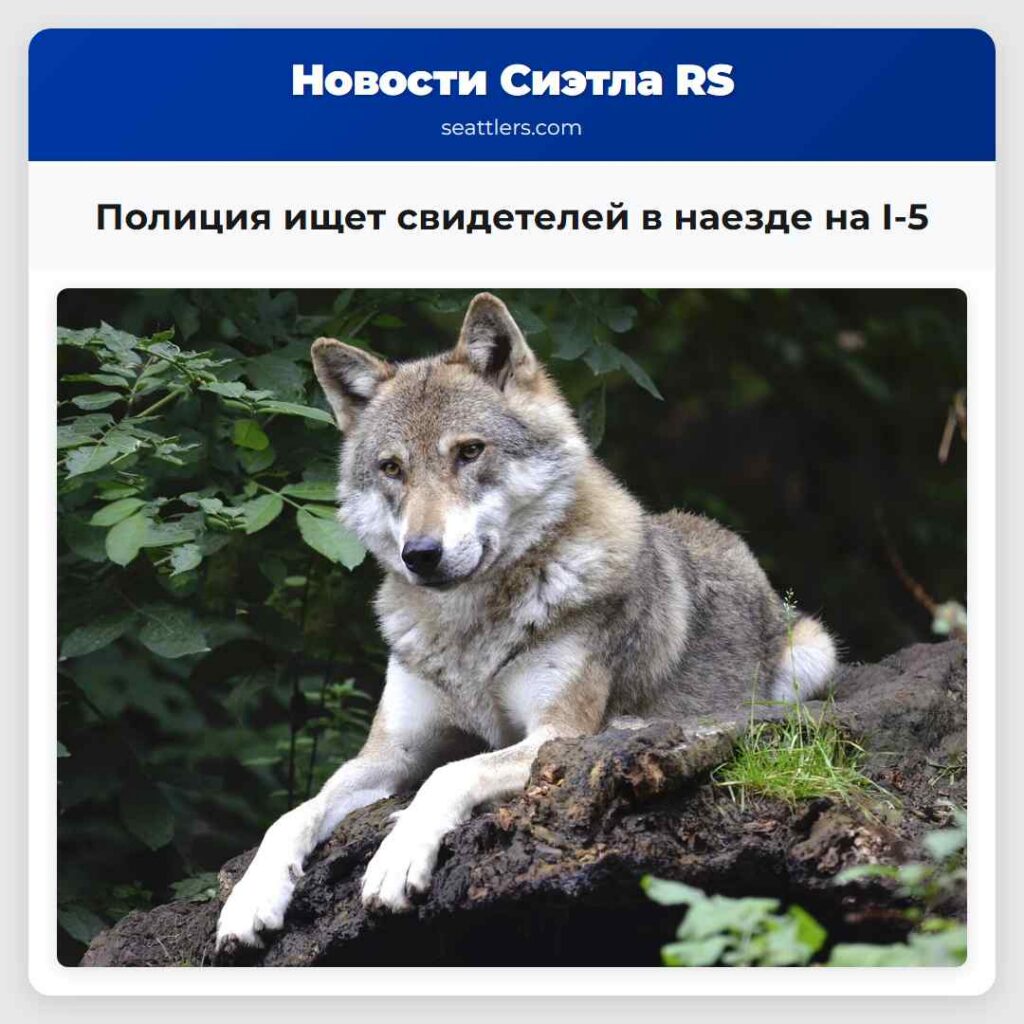 Полиция ищет свидетелей в наезде на I-5