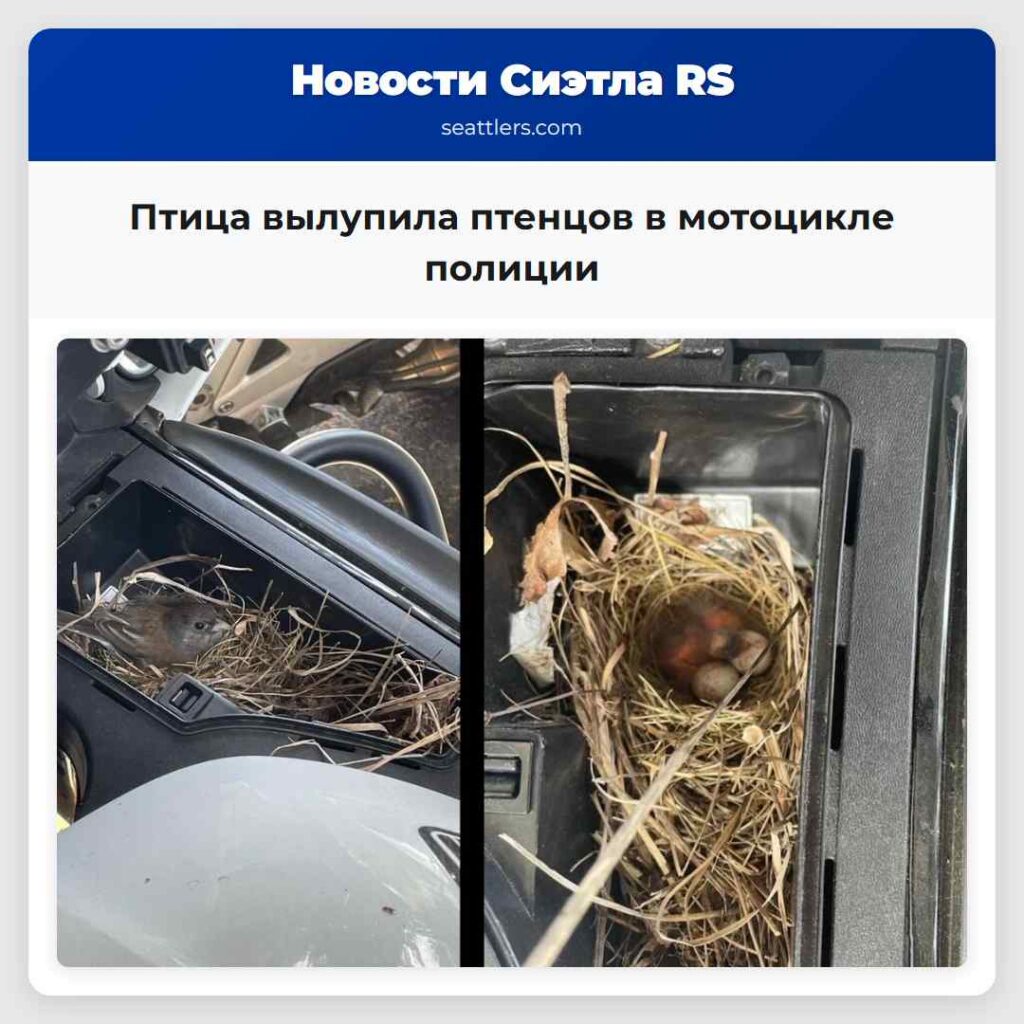 Птица вылупила птенцов в мотоцикле полиции