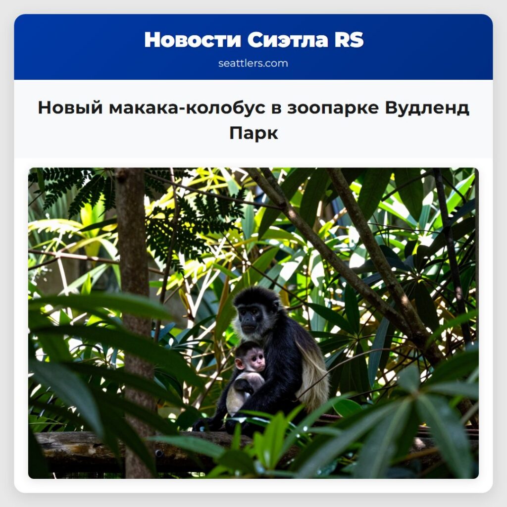 Новый макака-колобус в зоопарке Вудленд Парк
