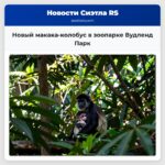 Новый макака-колобус в зоопарке Вудленд Парк