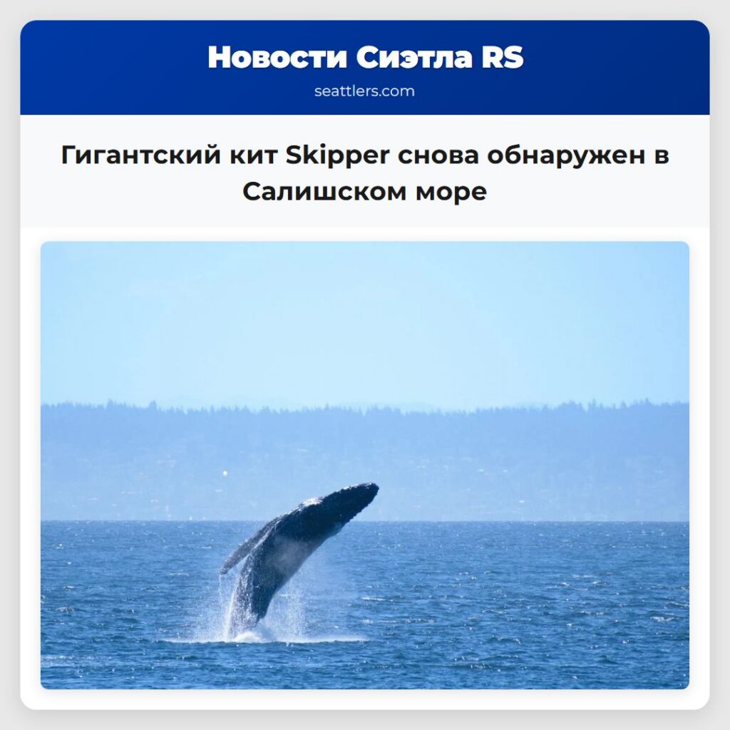Гигантский кит Skipper снова обнаружен в