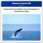 Гигантский кит Skipper снова обнаружен в Салишском море