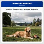 Собака без хот-дога в парке Майами