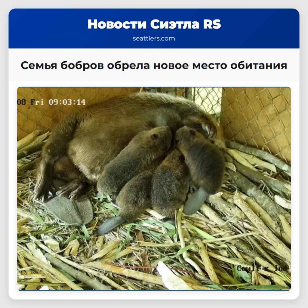 Семья бобров обрела новое место обитания
