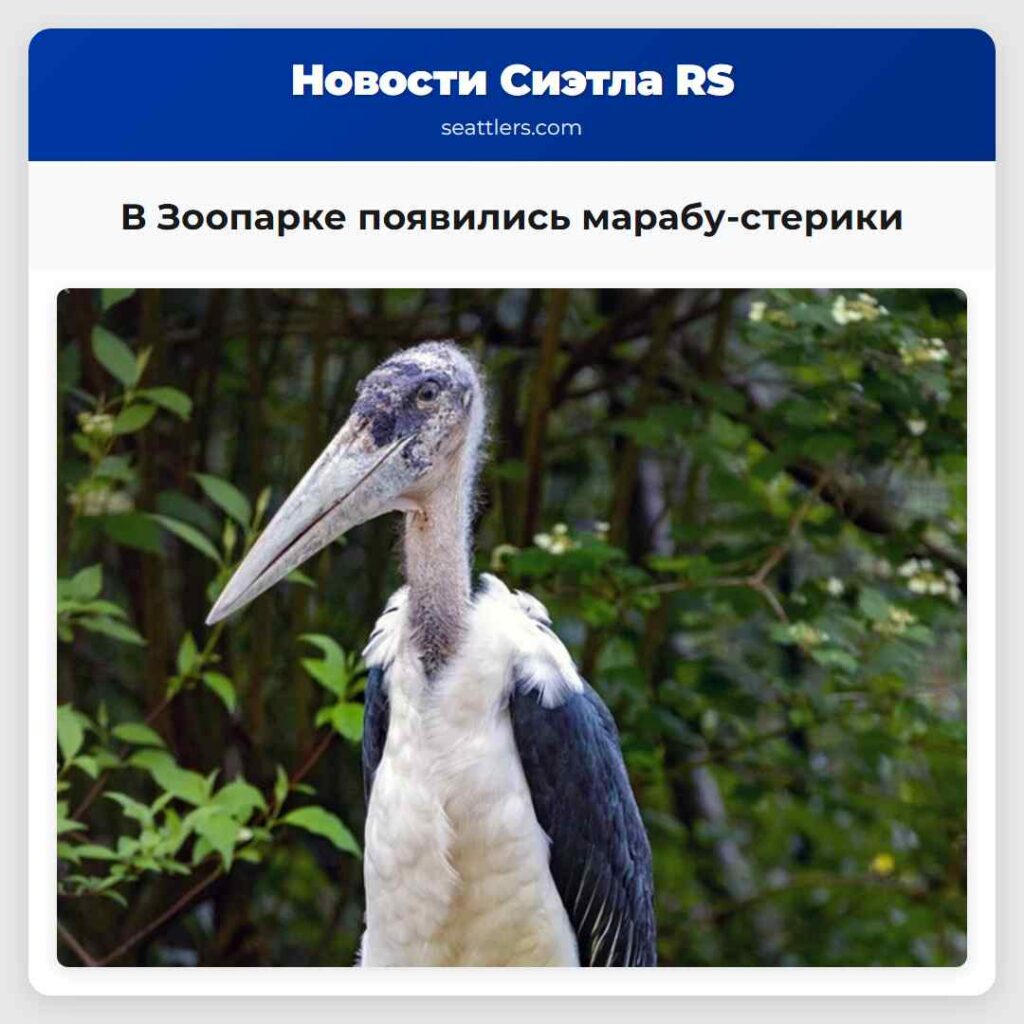 В Зоопарке появились марабу-стерики