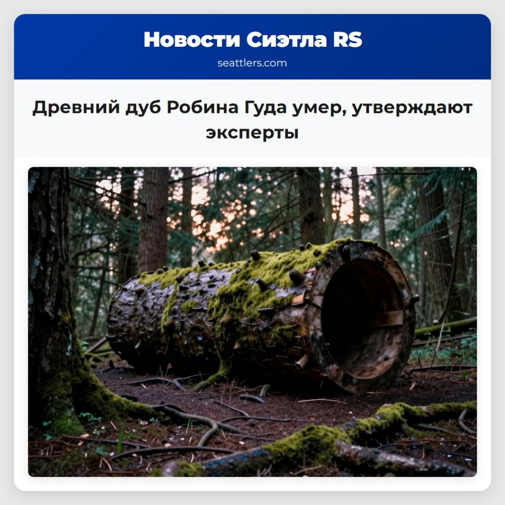 Древний дуб Робина Гуда умер, утверждают эксперты