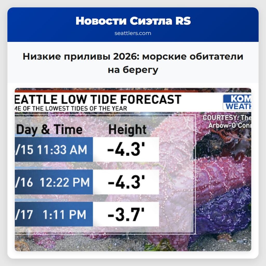 Низкие приливы 2026: морские обитатели на берегу
