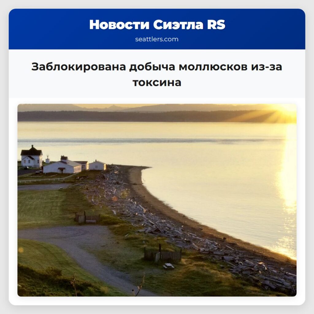 Заблокирована добыча моллюсков из-за токсина