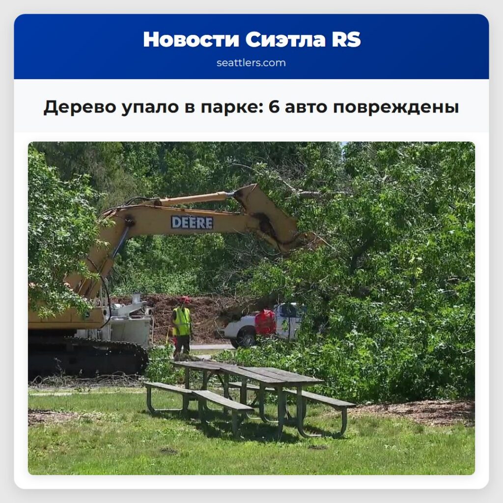 Дерево упало в парке: 6 авто повреждены