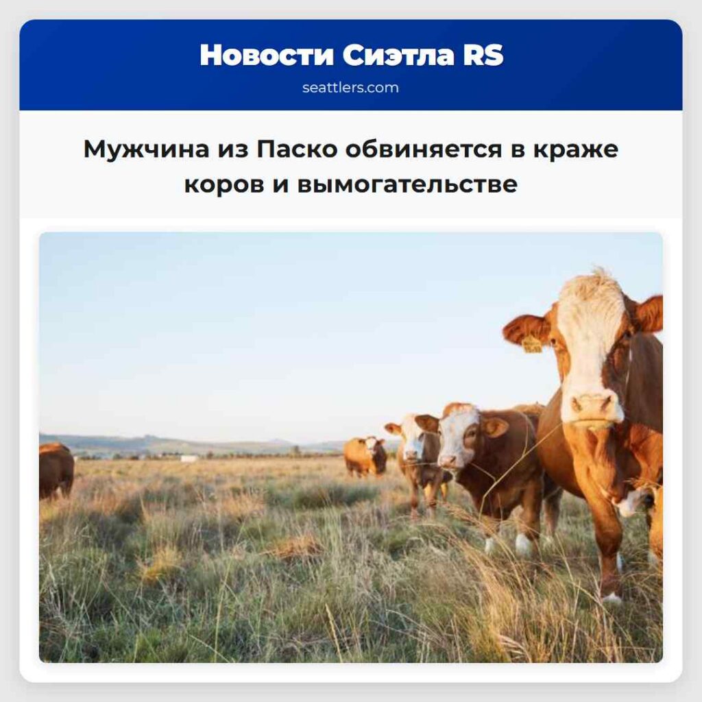 Мужчина из Паско обвиняется в краже коров и