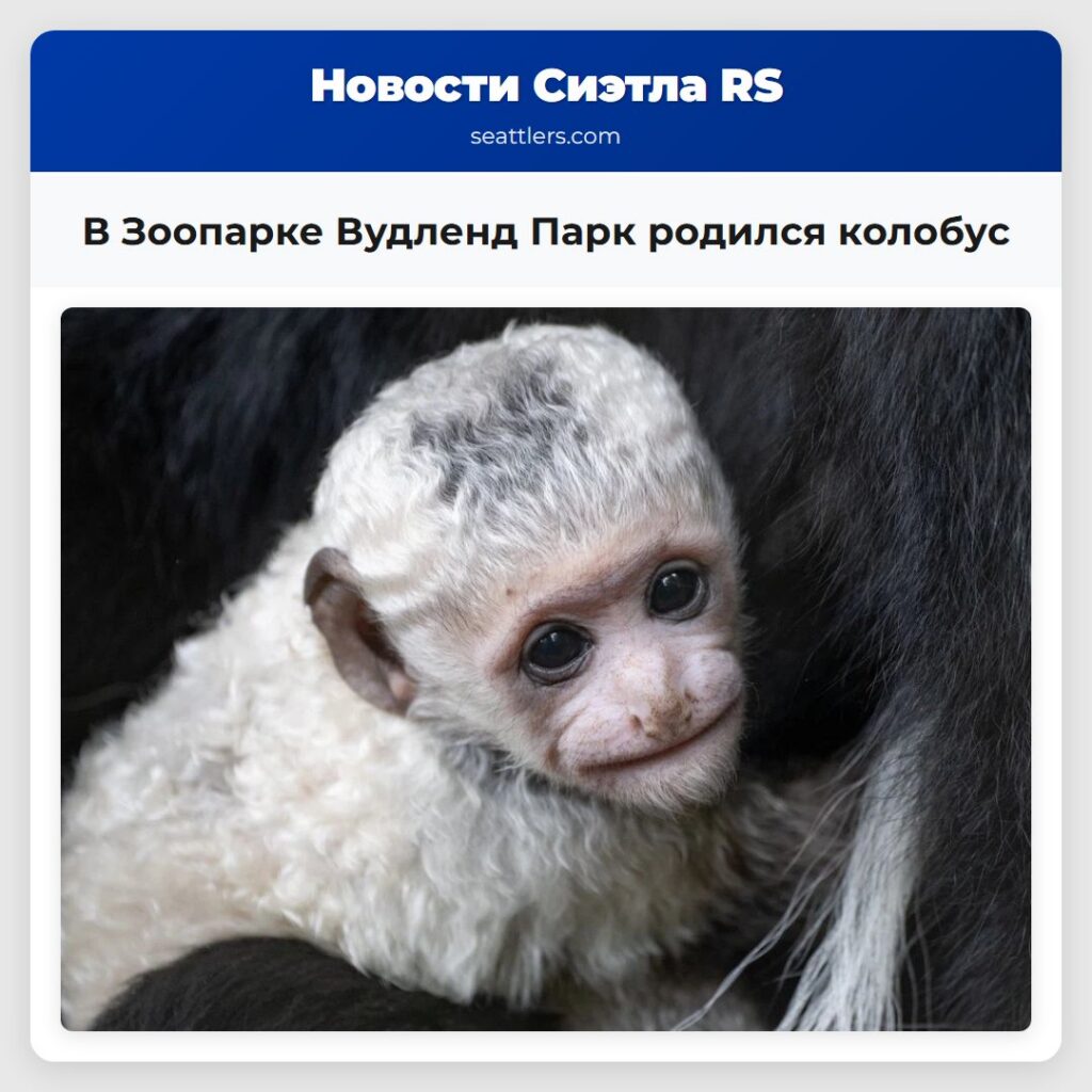 В Зоопарке Вудленд Парк родился колобус