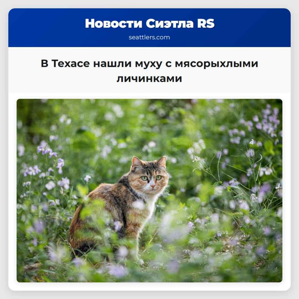 В Техасе нашли муху с мясорыхлыми личинками