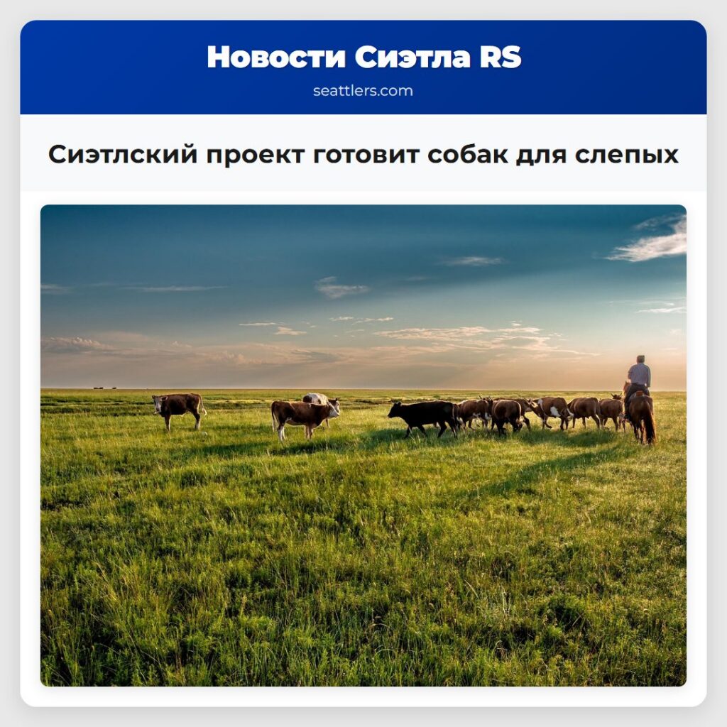 Сиэтлский проект готовит собак для слепых
