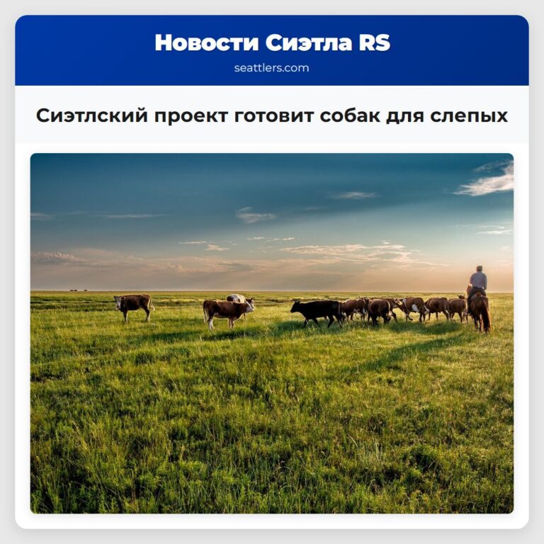 Сиэтлский проект готовит собак для слепых