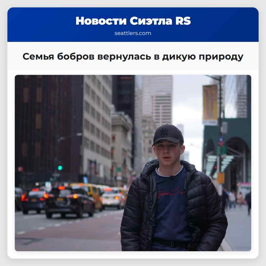 Семья бобров вернулась в дикую природу