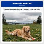 Собака Джонх получит шанс стать звездой