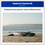 В Вашингтоне растет число гибели китов