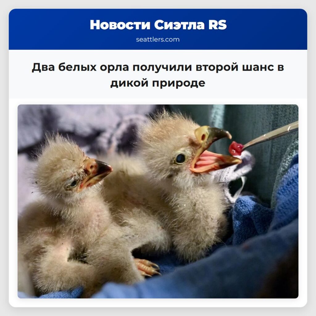 Два белых орла получили второй шанс в дикой