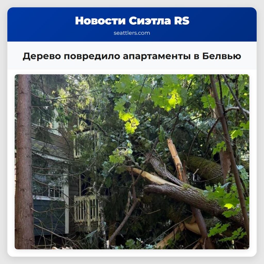 Дерево повредило апартаменты в Белвью
