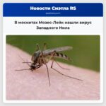 В москитах Мозес-Лейк нашли вирус Западного Нила