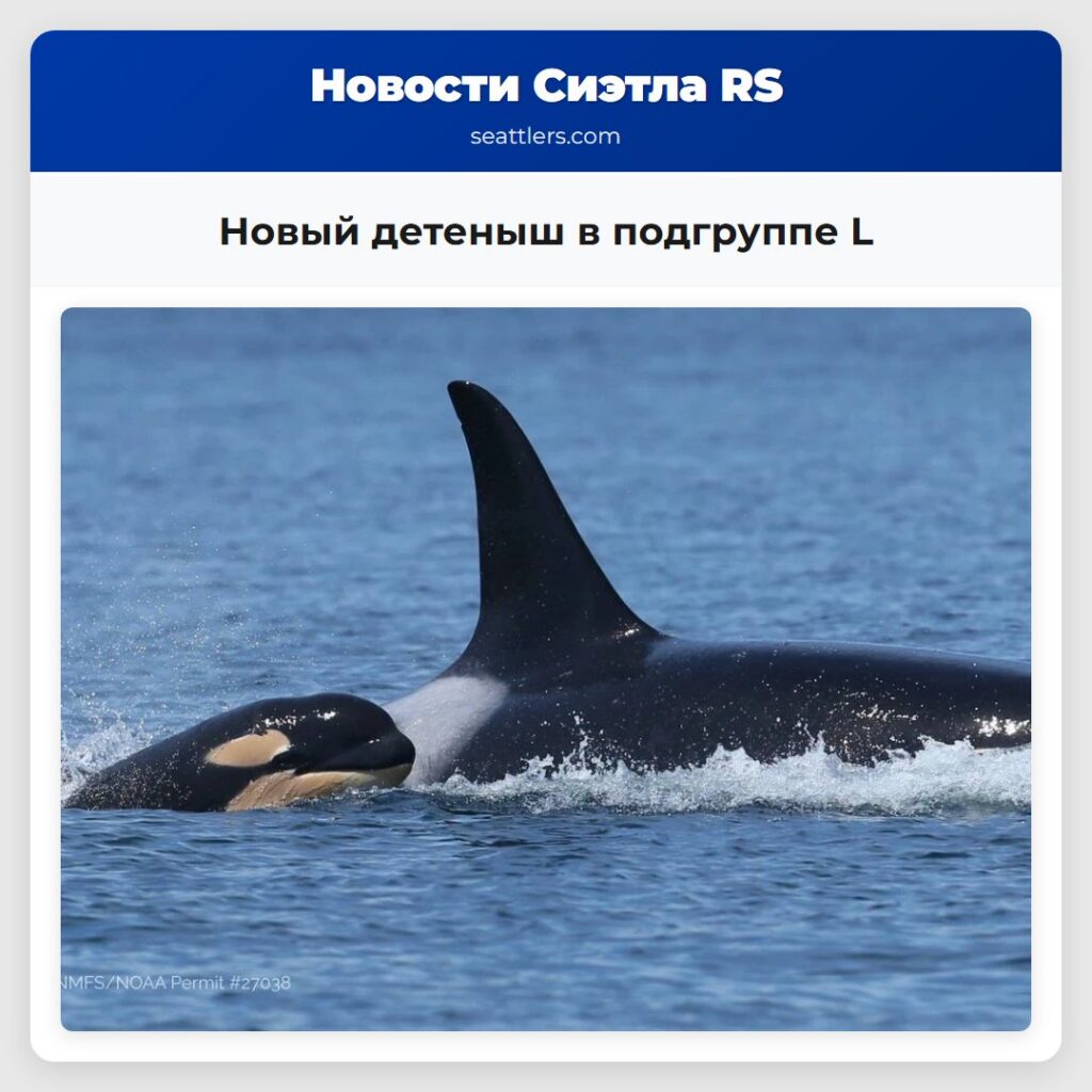 Новый детеныш в подгруппе L