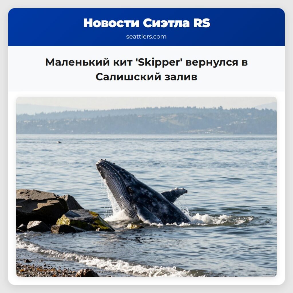 Маленький кит 'Skipper' вернулся в Салишский залив